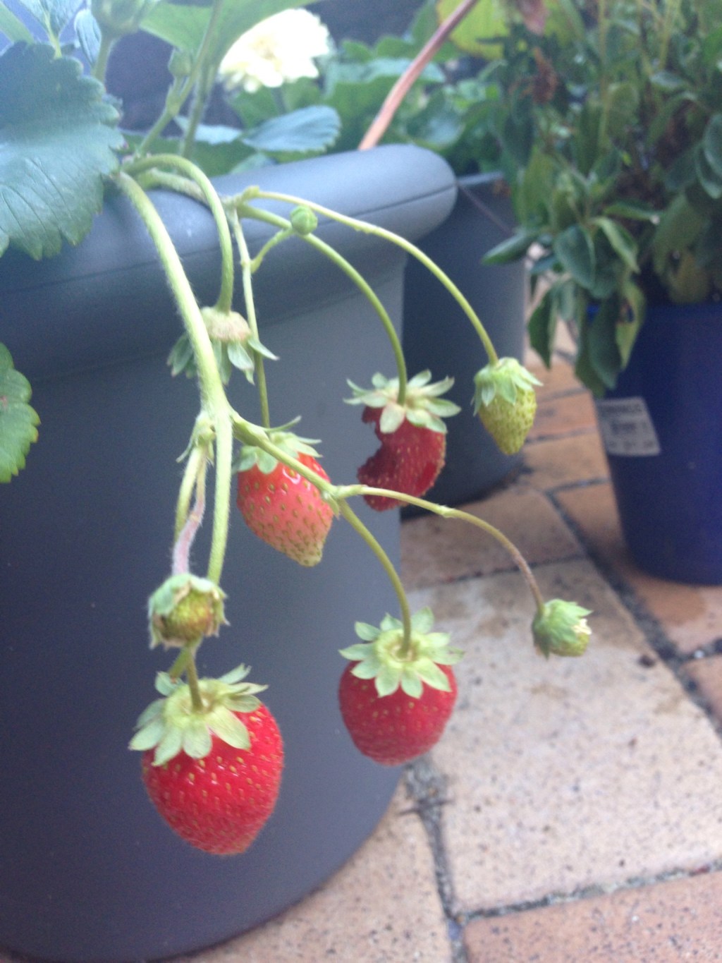 Nothing tastes sweeter…