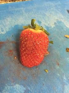 September 2015 Iphone photos 145